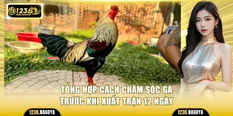 Tổng hợp cách chăm sóc gà trước khi xuất trận 12 ngày