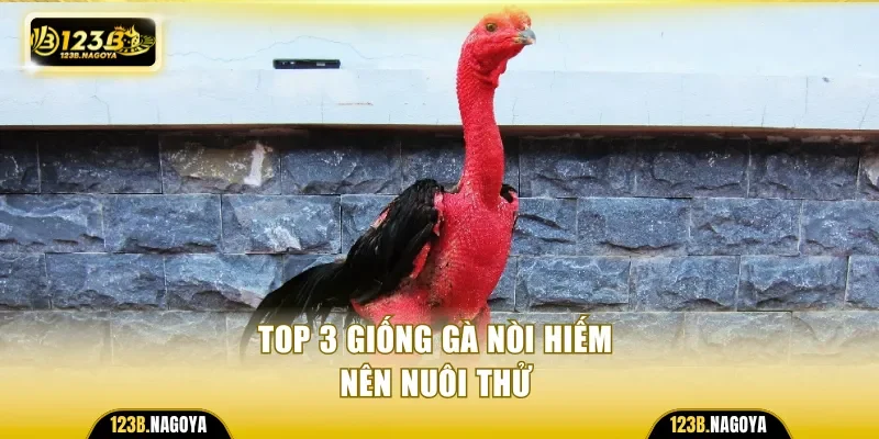 Top 3 giống gà nòi hiếm nên nuôi thử 